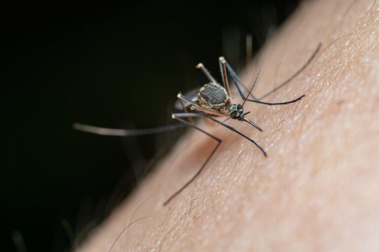 Guía completa: Consejos infalibles para aliviar las picaduras de mosquito en tu bebé